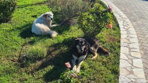 Mehr über den Artikel erfahren Trauer